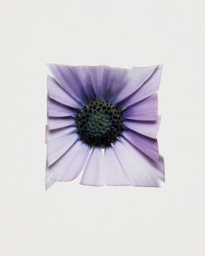 Fleurs Kraft - Myriam Bonaglia