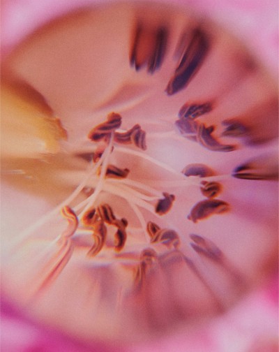 Chanel - Grasse